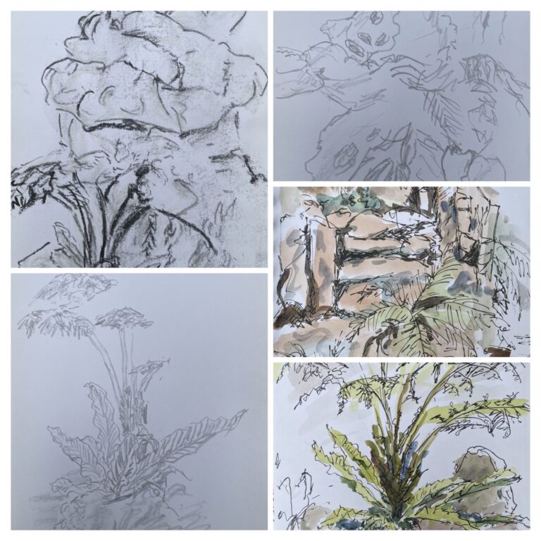 Sketching at Ascog Fernery 25 July 2025
